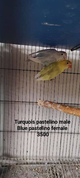 Lovebirds Breeder pair Avalaible for sale 2