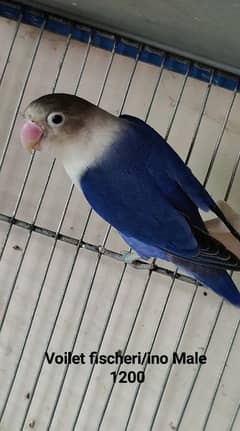 Lovebirds Breeder pair Avalaible for sale 0