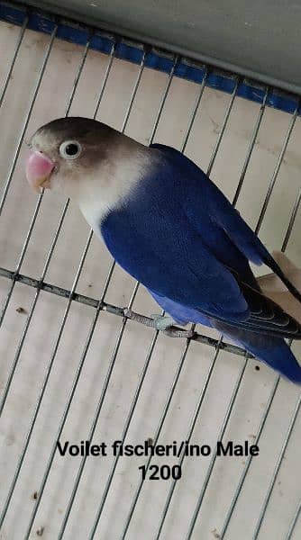 Lovebirds Breeder pair Avalaible for sale 0