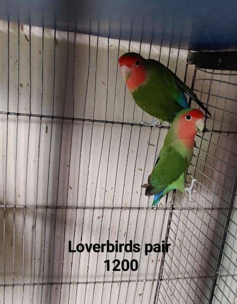 Lovebirds Breeder pair Avalaible for sale 3