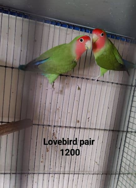 Lovebirds Breeder pair Avalaible for sale 4