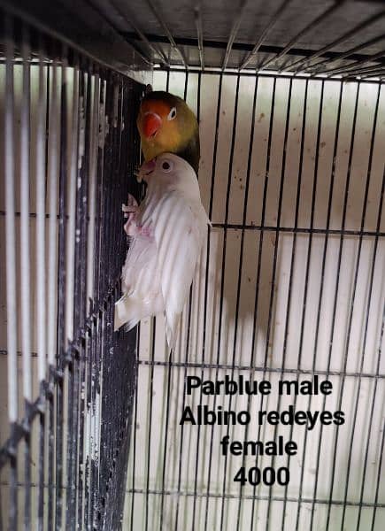 Lovebirds Breeder pair Avalaible for sale 5