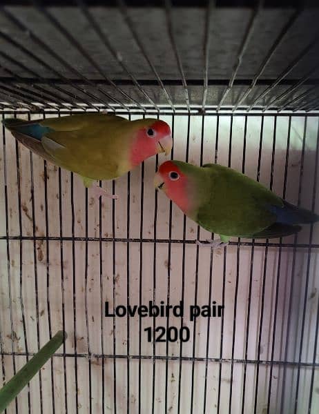 Lovebirds Breeder pair Avalaible for sale 6