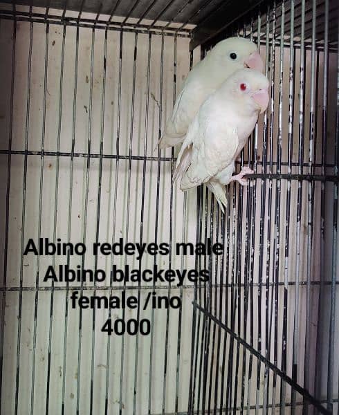 Lovebirds Breeder pair Avalaible for sale 7