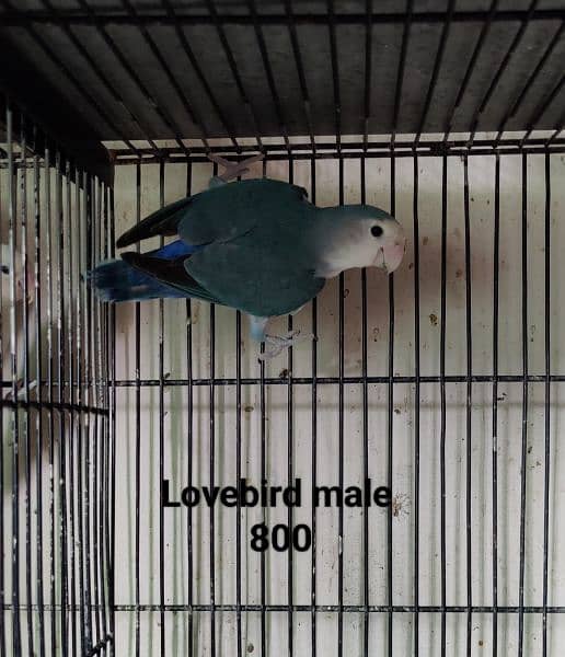 Lovebirds Breeder pair Avalaible for sale 8