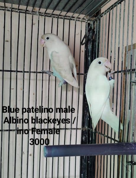 Lovebirds Breeder pair Avalaible for sale 9