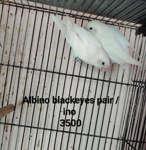 Lovebirds Breeder pair Avalaible for sale 10