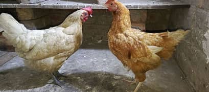 Desi hen breeder egg lay krti hai