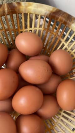 dasi eggs for sale