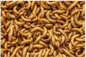 Live Mealworms & Dry BSF Larvae — photo 5