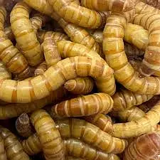 Live Mealworms & Dry BSF Larvae — photo 7