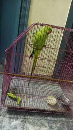 Talking Female Parrot