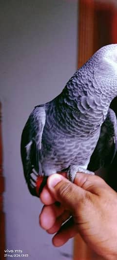 african gray parrot