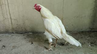 Heera Aseel Pair with 2 self heera chicks & Silver Aseel madi +1 chick