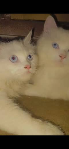 Persian cats