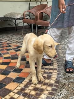 Golden Retriever Puppy Imported Bloodline