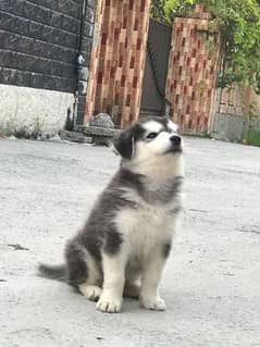 husky for sale