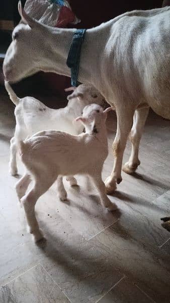 bakra/ bakri for sale 2