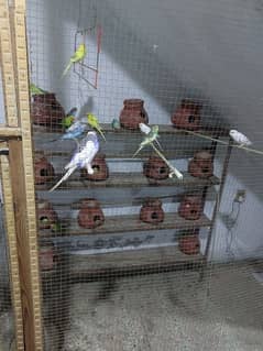 albino & Australian parrots