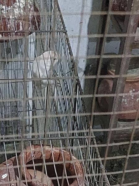 albino & Australian parrots 2