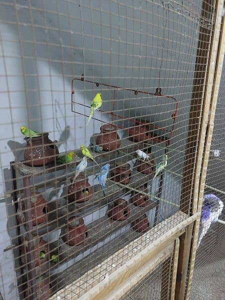 albino & Australian parrots 3