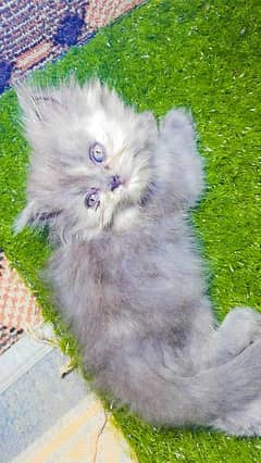 Persian cat