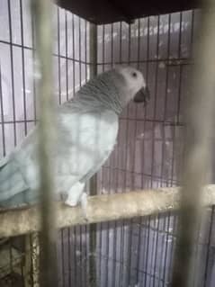 African grey parrot female