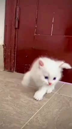 pareshan cat for sale WhatsApp number 03262308607