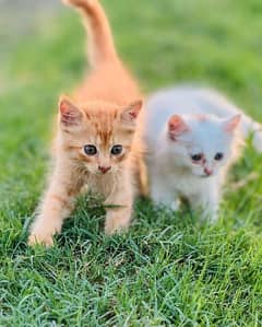 Two pairs Russian Baby Cats