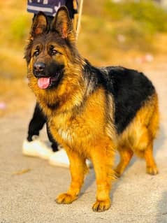 German Shepherd long coat female