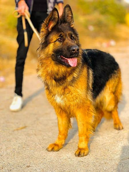 German Shepherd long coat female 1