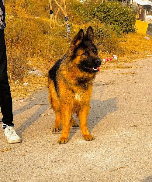 German Shepherd long coat female 2