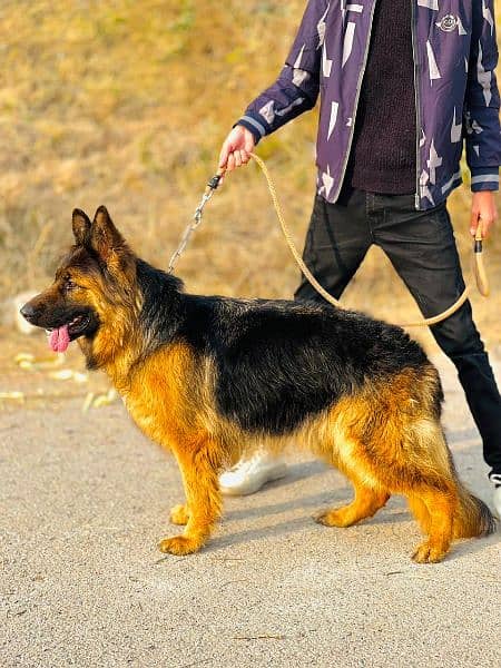 German Shepherd long coat female 3