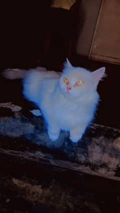 Persian cat for sell