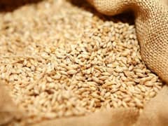 Wheat Gandum For Sale in Bulk Wholesale.