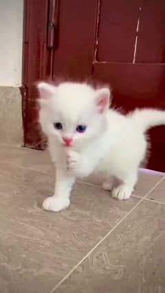 pareshan cat for sale WhatsApp number 03274272410