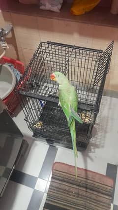 urgent raw talking tame parrot 4 sale