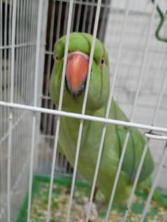 olive ringneck female parrot