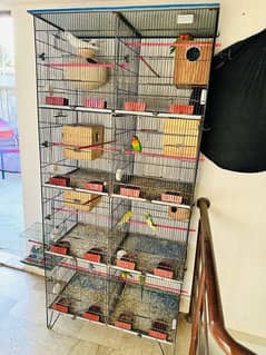 mix parrots for sale with cage