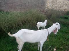 Maa Shah Allah Rajan pur  premium Quality  goats for urgent sale