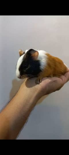 guinea-pig gender male