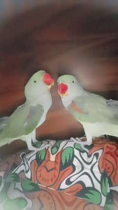 Raw parrots pair