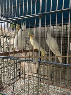 cockatiel breeder pair