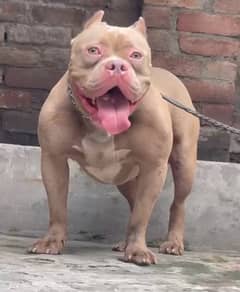 American Bully