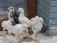 shamo chick's for sale