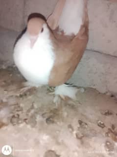 Pigeons For Sale 0325 8514601