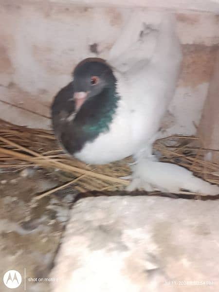 Pigeons For Sale 0325 8514601 1