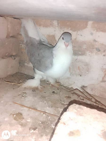 Pigeons For Sale 0325 8514601 2