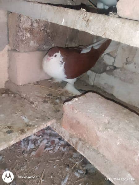 Pigeons For Sale 0325 8514601 3