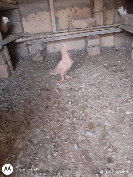 Pigeons For Sale 0325 8514601 5